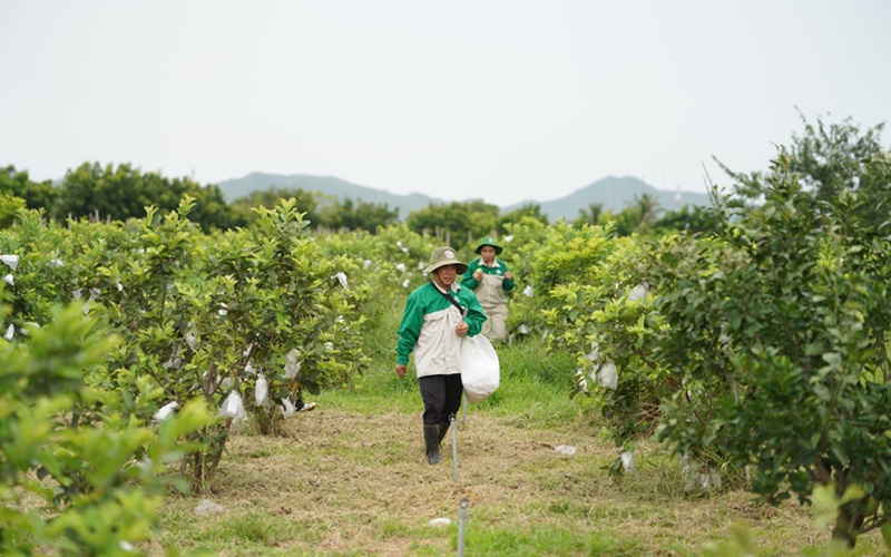 Nhóm nông dân mặc đồng phục tại vườn ổi Ngon Farm ở Tuy Phong